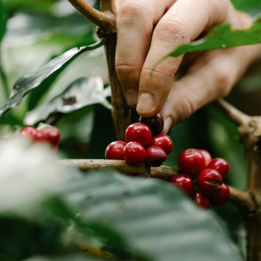 Mano cosechando cerezas de café